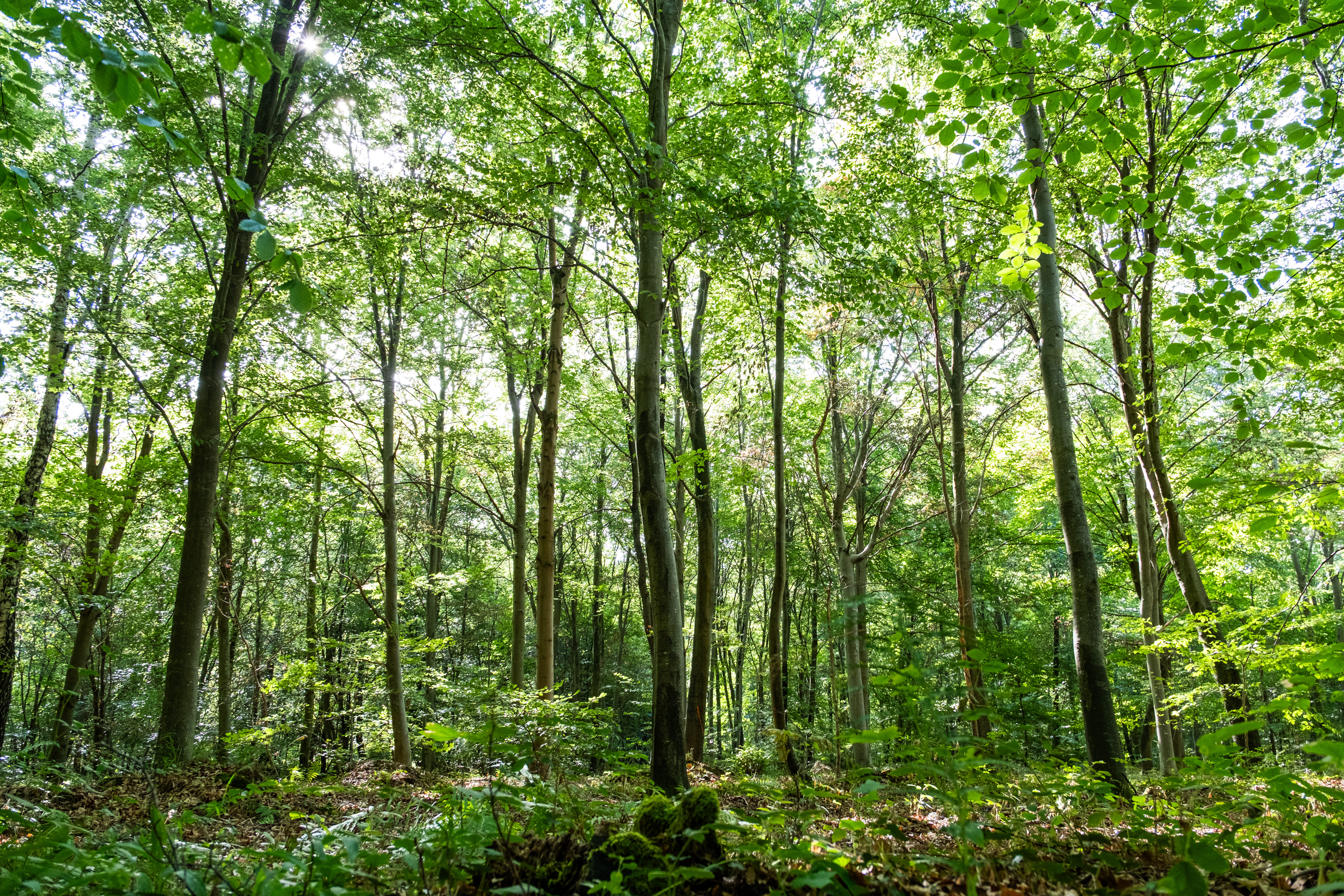 Forêt domaniale de Hez -Froidmont : l'ONF ouvre la forêt pour mieux la connaître
