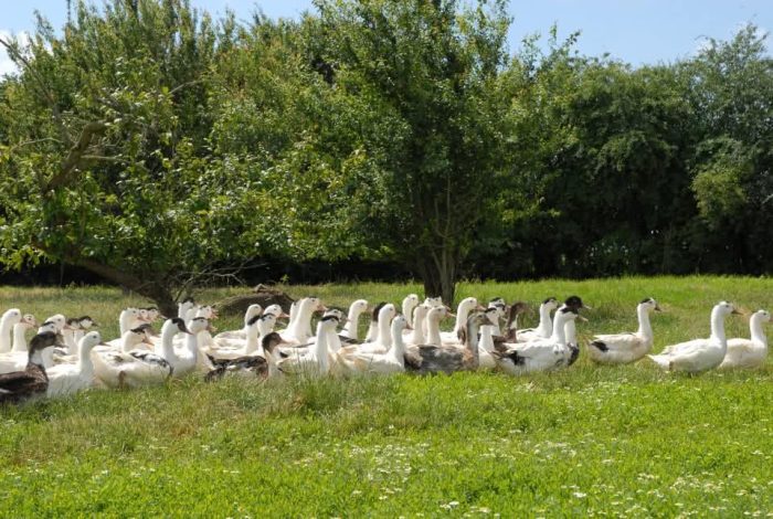 Condé-en-Brie : Un producteur de foie gras ouvre ses portes au public