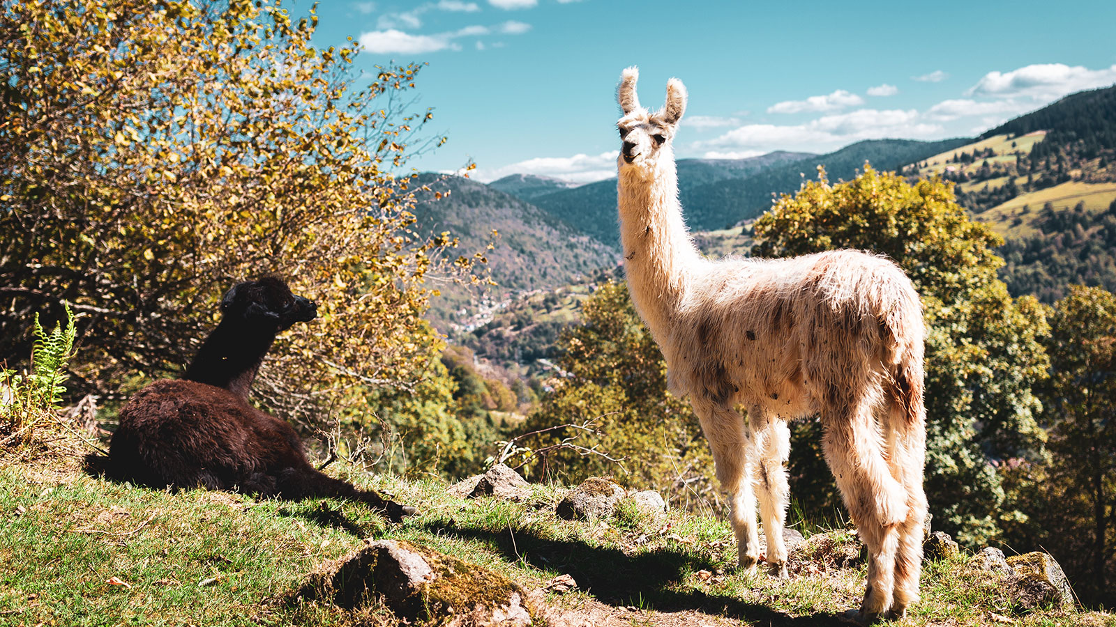 La Montagne des lamas : l’air des Andes souffle sur La Bresse