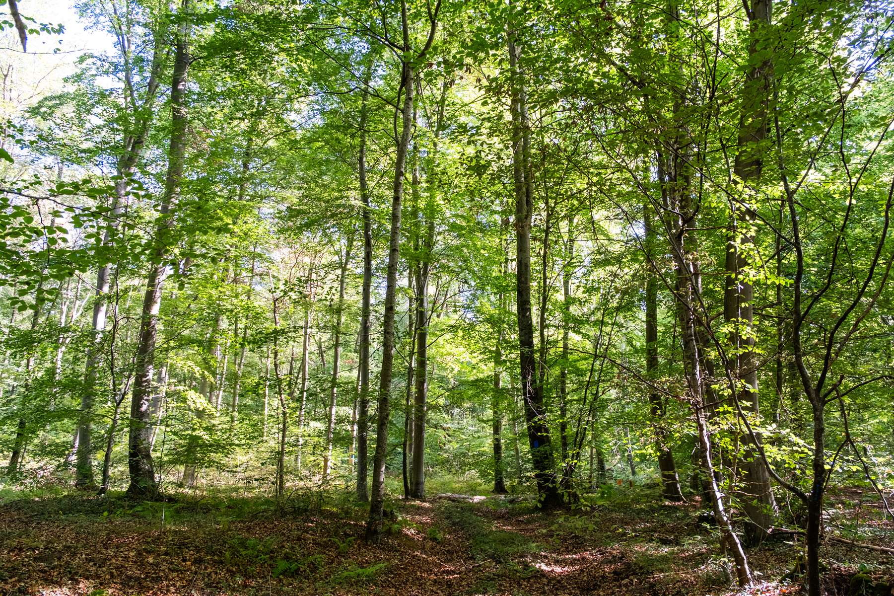Hauts-de-France : le bois énergie incarne une force écologique et économique