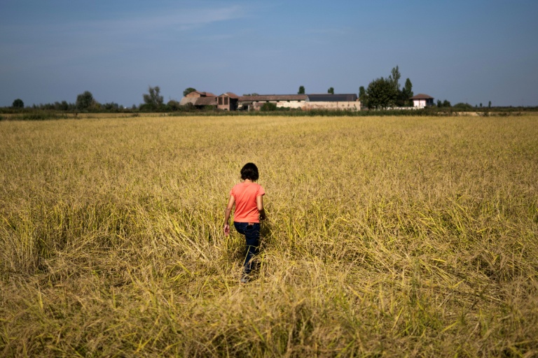 Une rizicultrice italienne mise sur la biodiversité pour lutter contre la chaleur