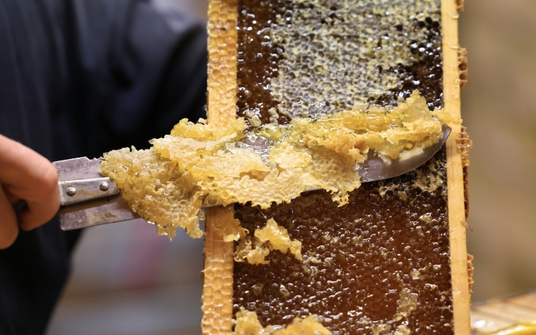 Récolte de miel 2026 : des abeilles déboussolées par la sécheresse