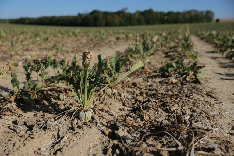 Sécheresse : la ministre de l'Agriculture annonce des prêts à taux zéro pour les agriculteurs