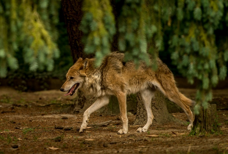 Relèvement imminent du quota de loups qu'il sera possible d'abattre en 2026