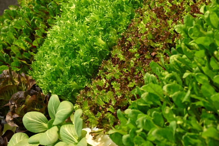 Après un été de sécheresse, légumes et maraîchers reprennent des couleurs