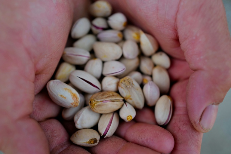 Lentilles, pistaches: des vignerons du Sud se tournent vers des cultures 