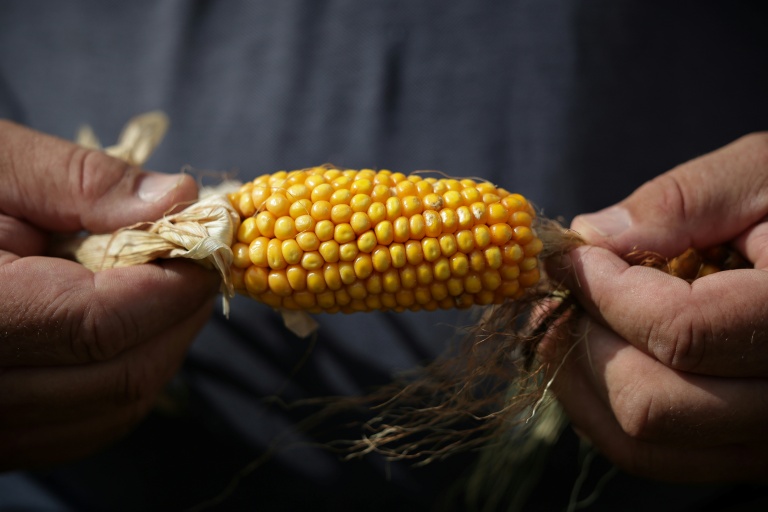 Sécheresse et canicules: la récolte de maïs encore revue à la baisse