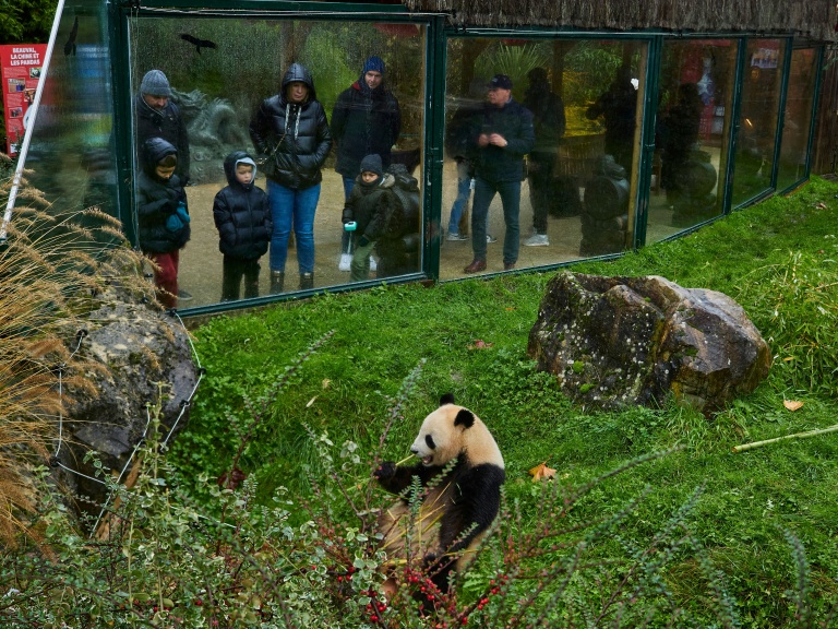 Les derniers pandas hébergés en France partiront en Chine, un nouveau couple attendu