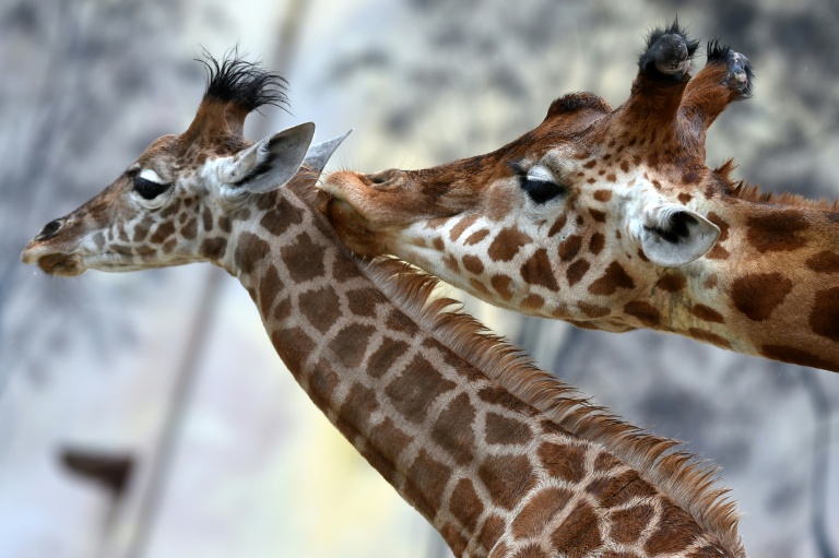 Il y a 200 ans, l'épopée de la première girafe en France