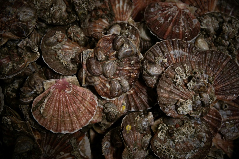 Les gisements français de coquilles Saint-Jacques se portent 