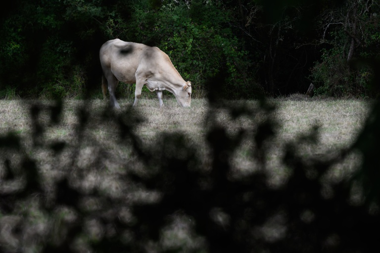 Présidentielle: la cause animale, bien plus qu'un enjeu de niche