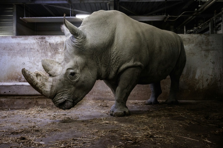 Wami, l'emblématique rhinocéros du Zoo de Paris s'est envolé pour le Mexique