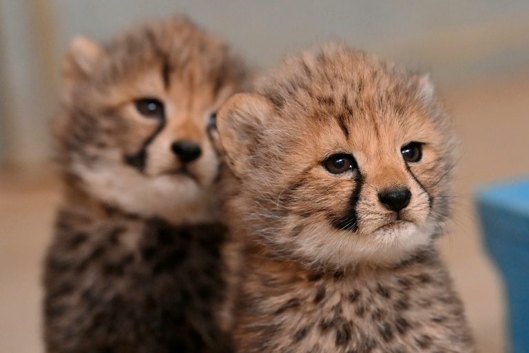 Naissance de quatre bébés guépards au zoo de Montpellier