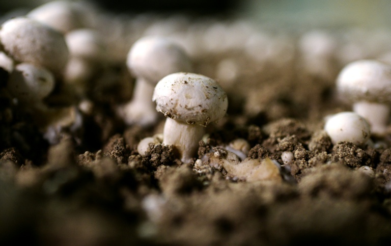 Un début de saison des champignons compromis par des sols exceptionnellement secs