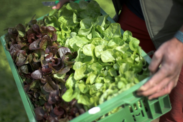La salade n'a pas du tout aimé les chaleurs hors norme de l'été