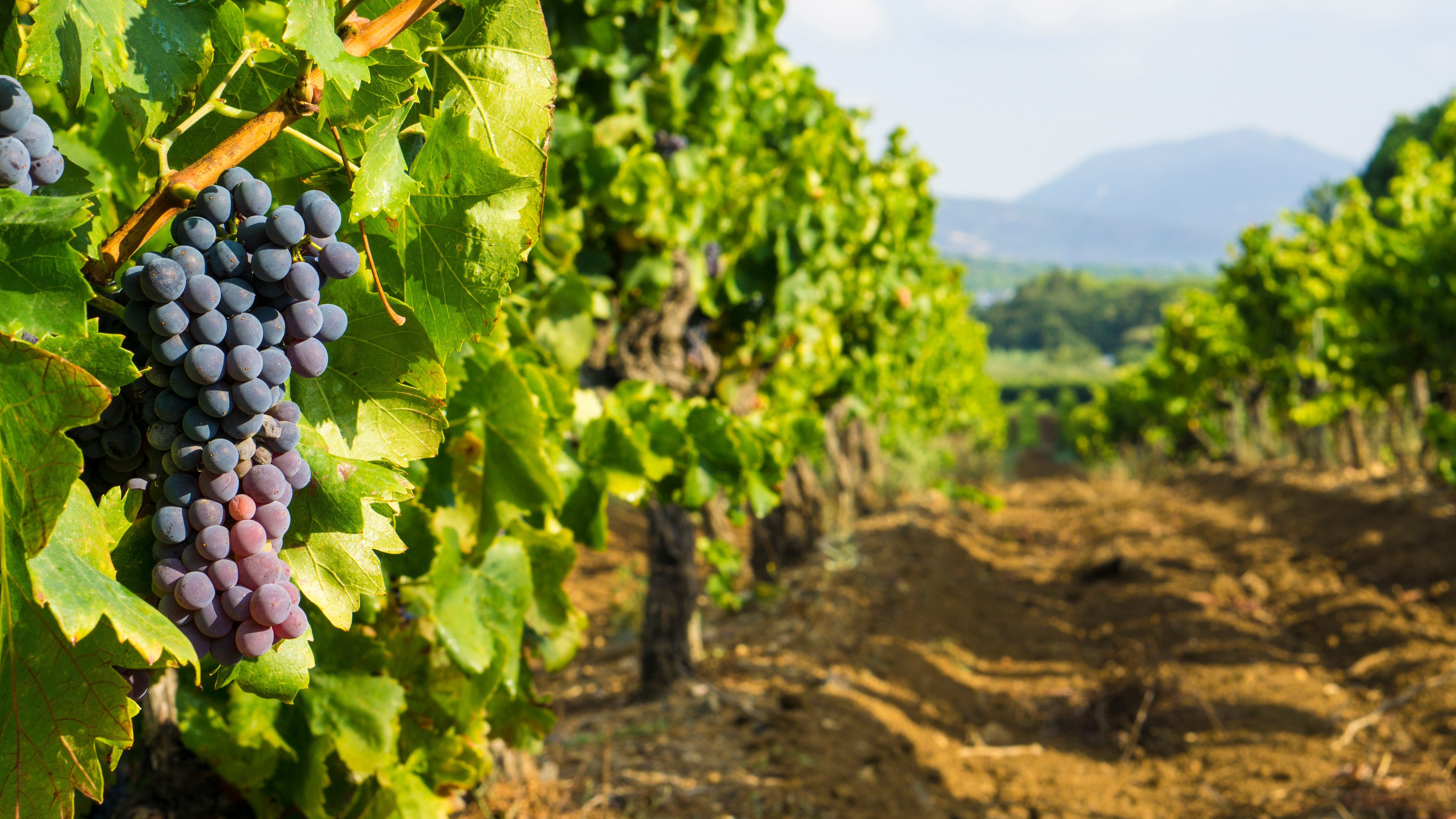 Le Domaine Pierre Vincent renforce sa présence à Meursault