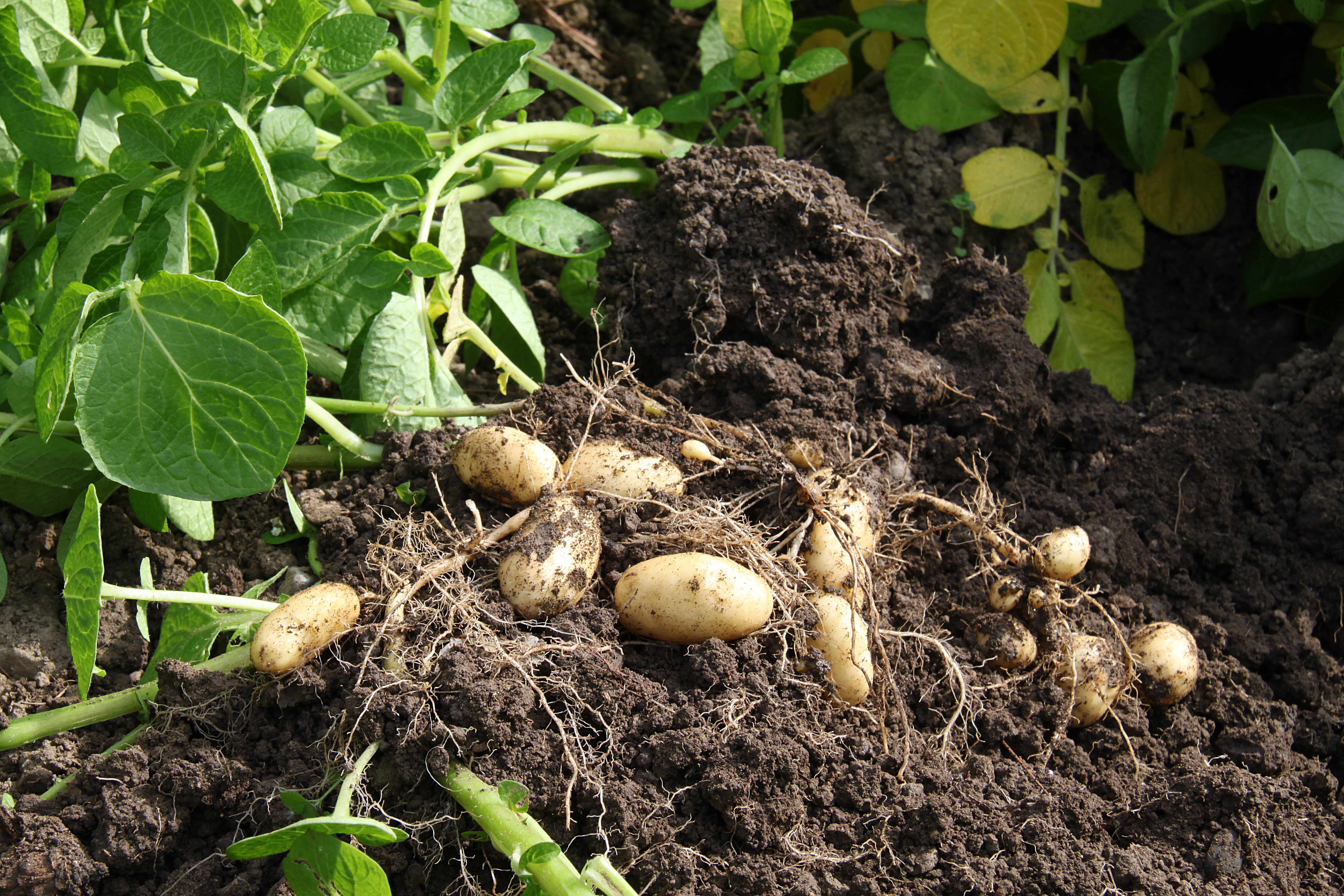 Bio en Saône-et-Loire : seulement 4,6% des terres agricoles concernées