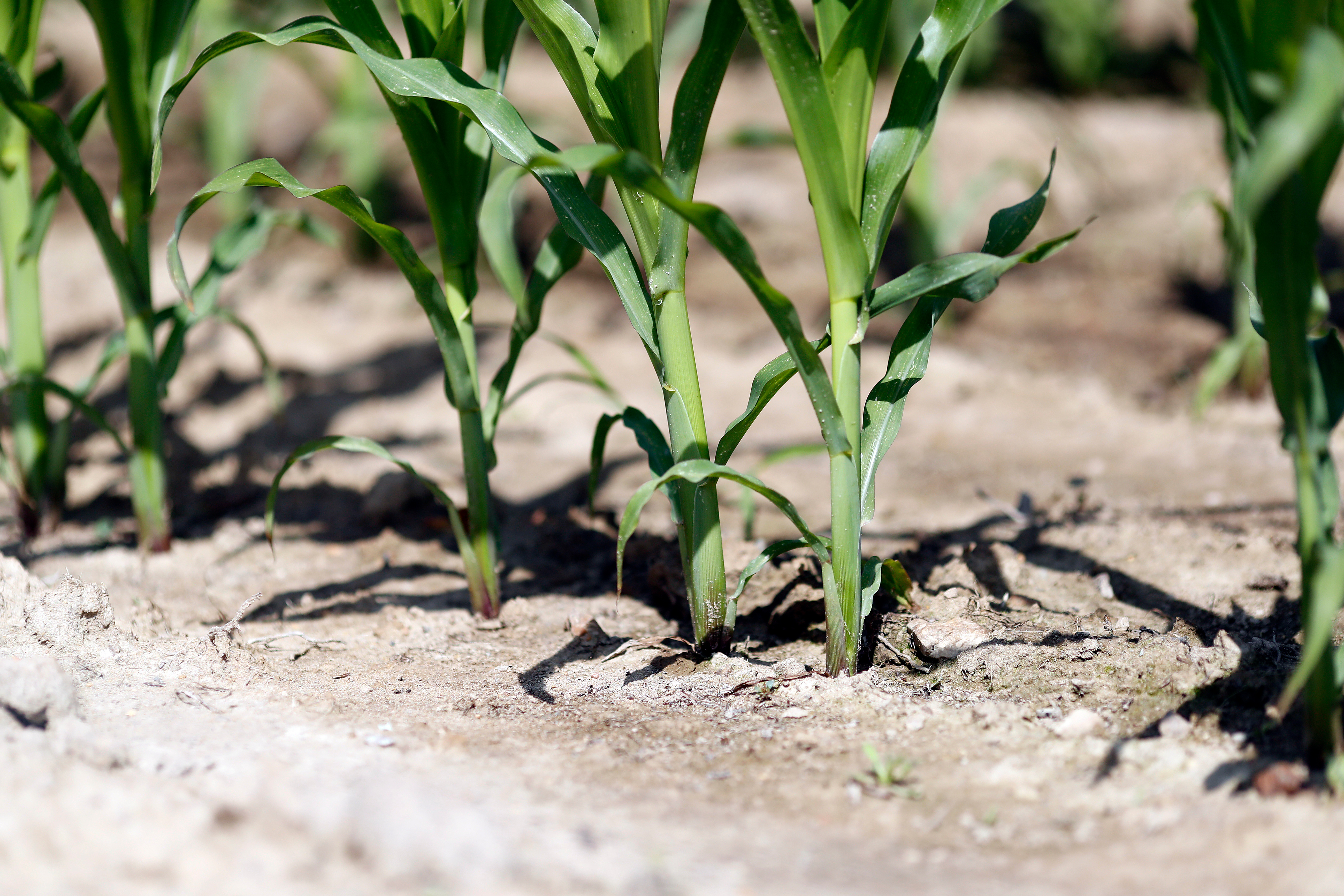 Plan CASI : plus de 2 M€ pour relancer les exploitations agricoles en Côte-d’Or