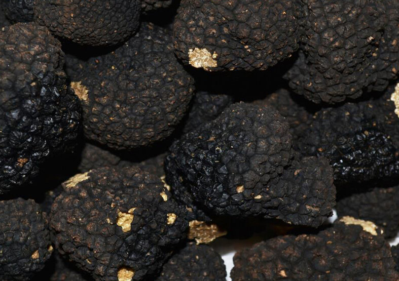 Marchés aux truffes 2026 : la Meurthe-et-Moselle face au défi d'une saison fragilisée