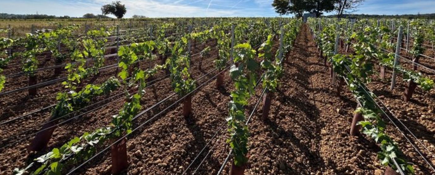 Bourgogne : huit nouveaux cépages testés pour réduire les traitements de la vigne