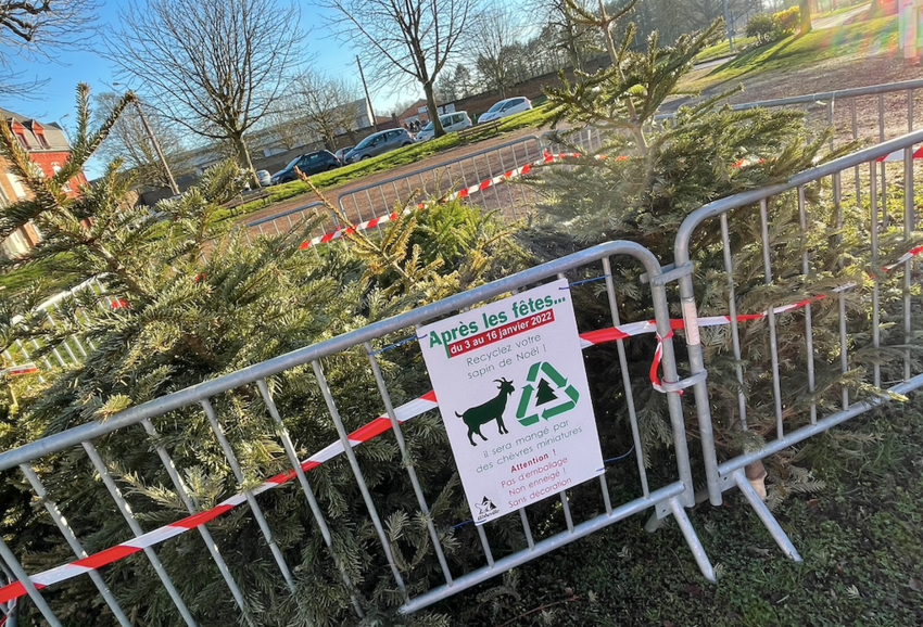 456 sapins de Noël ont été collectés par la municipalité. 
