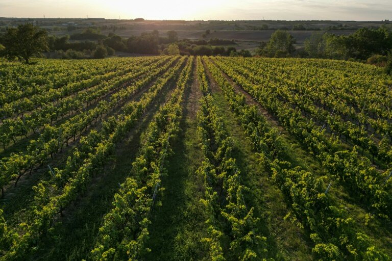 Le domaine viticole d'Arcadia, dans le district de Kirklareli, dans le nord-ouest de la Turquie, le 23 septembre 2024 © Ozan KOSE