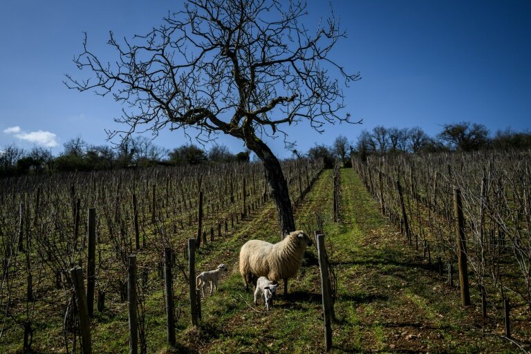 Un brebis et ses petits désherbent les vignes de Boris Champy, à Nantoux (Côte d'Or), le 28 mars 2023 © ARNAUD FINISTRE