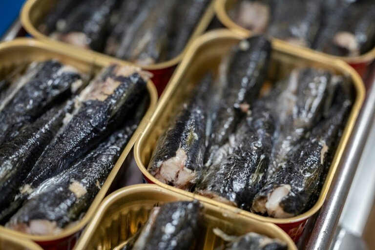 Des sardines mises en boîte dans l'entreprise Chancerelle à Douarnenez, dans le Finistère, le 17 avril 2025 © Fred TANNEAU