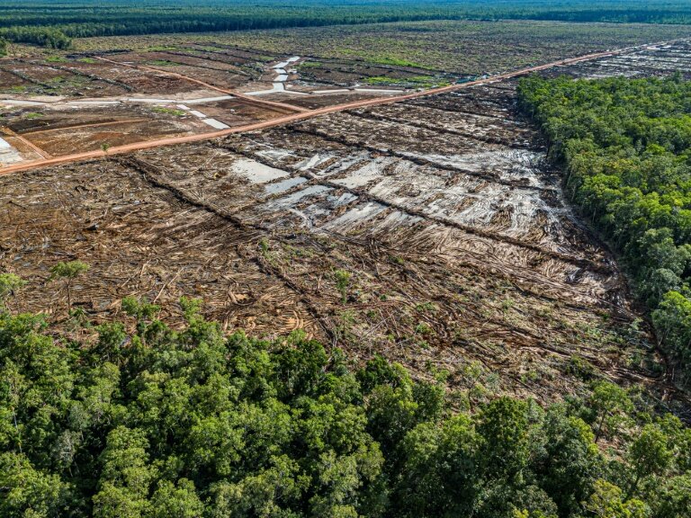 Vue d'une zone déboisée qui sera convertie en plantation de cannes à sucre à Mandiri Jagebob, dans la région de Merauke, en Papouasie du Sud, le 17 mars 2025 © Yusuf WAHIL