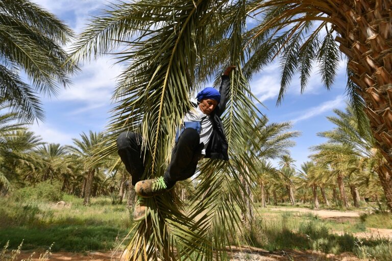 Un agriculteur descend d'un plmier après l'avoir pollinisé, le 30 avril 2025, dans les palmeraies de Jemna, dans le sud de la Tunisie. © FETHI BELAID