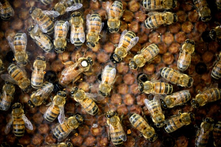 L’utilisation de néonicotinoïdes, même en faibles quantités, peut "altérer le comportement des abeilles" © Eric Feferberg