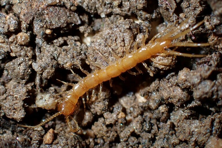 Photo diffusée par Etienne Iorio, le 20 mai 2025, d'un Lithobius à petites pattes ou mille-pattes (Lithobius Micropodus), classé "en voie de disparition", à Ramatuelle en 2023, dans le Var © Etienne IORIO