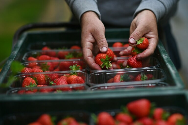 Un travailleur saisonnier récolte des fraises dans une ferme près de Maidstone dans le Kent (sud-est de l'Angleterre), le 21 juin 2021 © BEN STANSALL