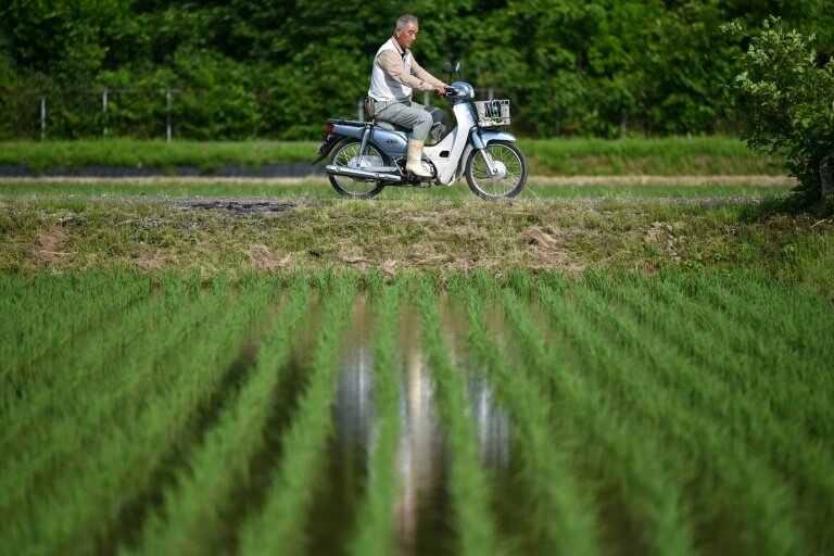 Rice shortages caused by a supply chain snarl-up have fuelled frustration over inflation © Richard A. Brooks