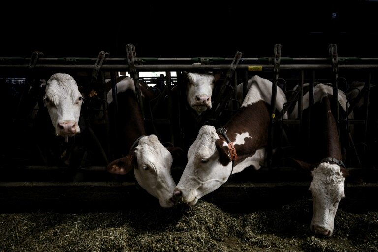 La détection d'un cas de dermatose nodulaire contagieuse (DNC) dans un élevage de bovins entraînera l'abattage total des animaux dans le foyer d'infection et une campagne de vaccination obligatoire dans la zone autour, a annoncé mercredi le ministère de l'Agriculture © JEFF PACHOUD