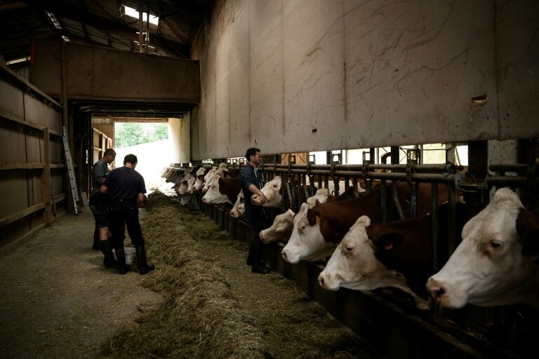 Un vétérinaire vaccine des vaches contre la dermatose dans une ferme d'Aviernoz, le 22 juillet 2025 en Savoie © JEFF PACHOUD
