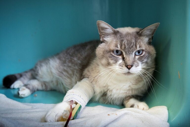 Photo d'illustration datée du 21 août 2018 montrant un chat blessé recueilli par une association de protection des animaux à Gennevilliers, près de Paris © JOEL SAGET