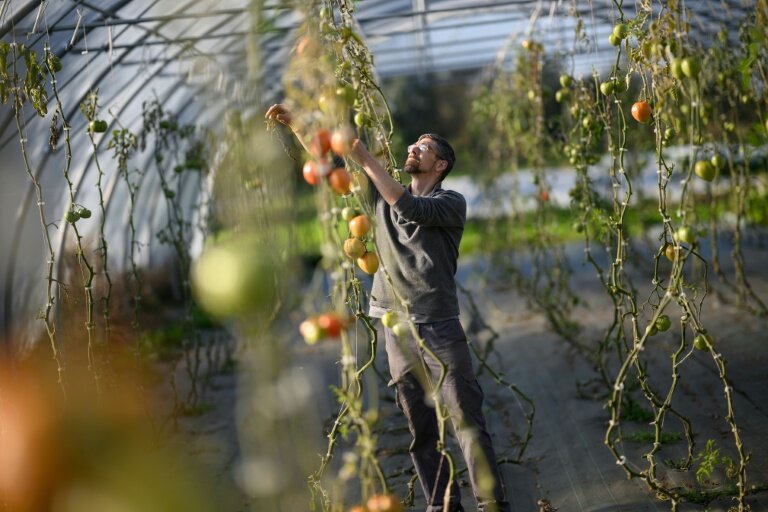 Frédéric, un détenu en fin de peine, inspecte des tomates dans une serre de la ferme Ker Madeleine, à Saint-Gildas-des-Bois, le 17 octobre 2025 en Loire-Atlantique © Loic VENANCE