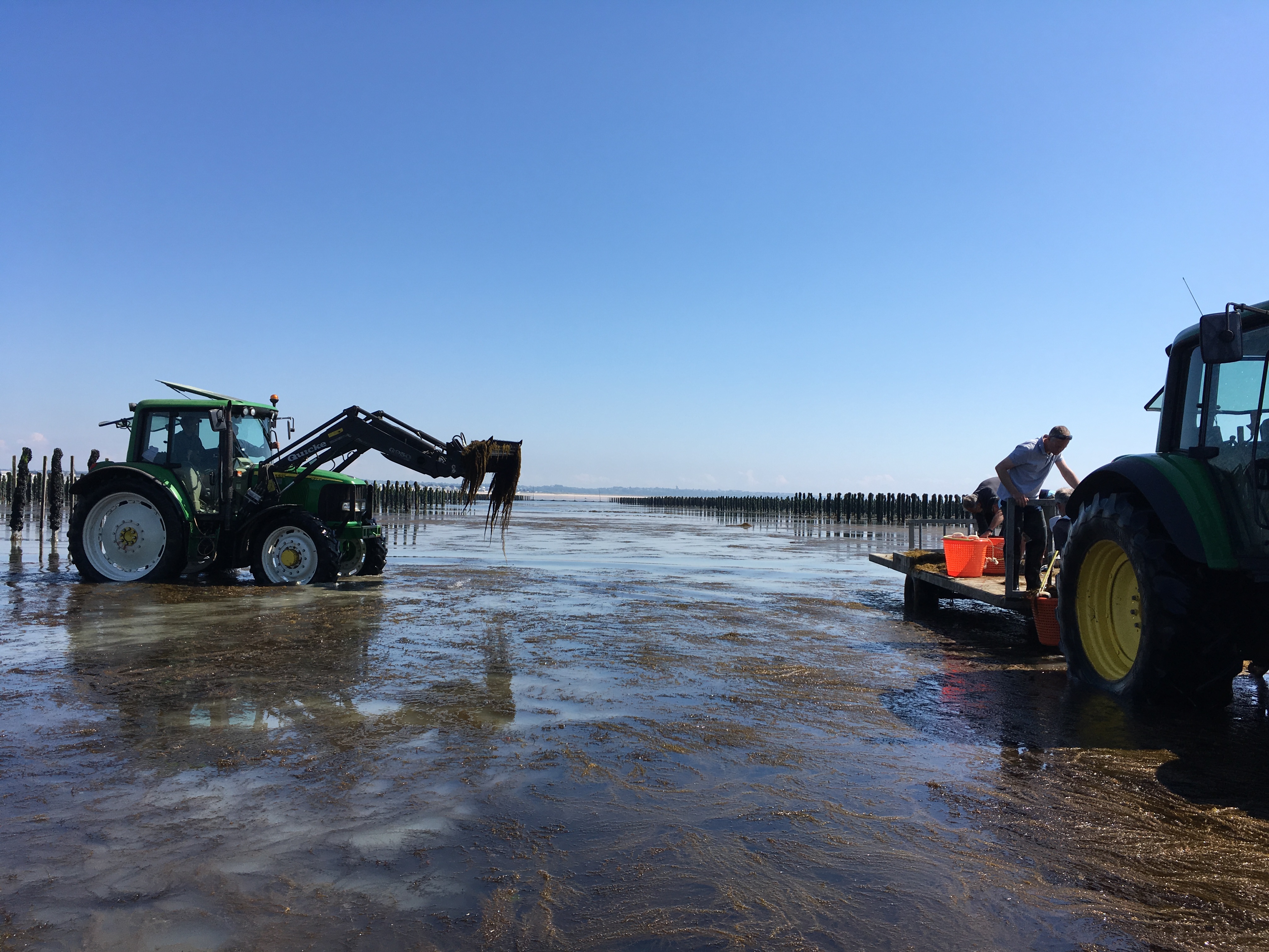 Quand l’envahisseur devient ressource…