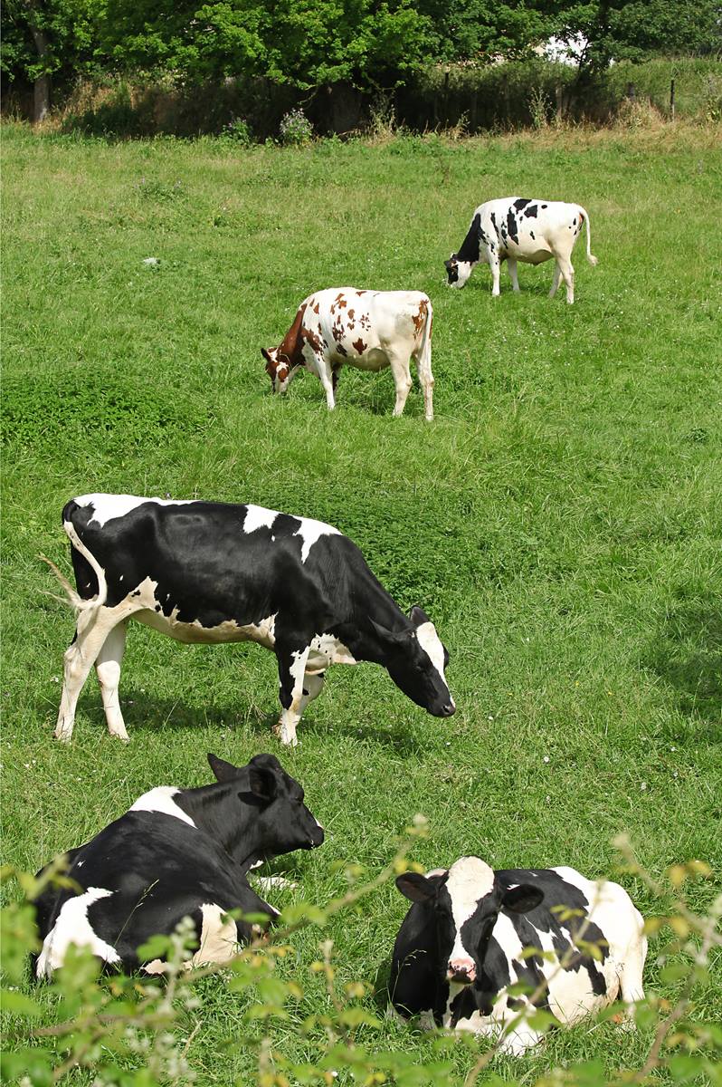 L'Agence de l'eau Artois-Picardie lance un appel à projets en faveur de l'élevage à l'herbe