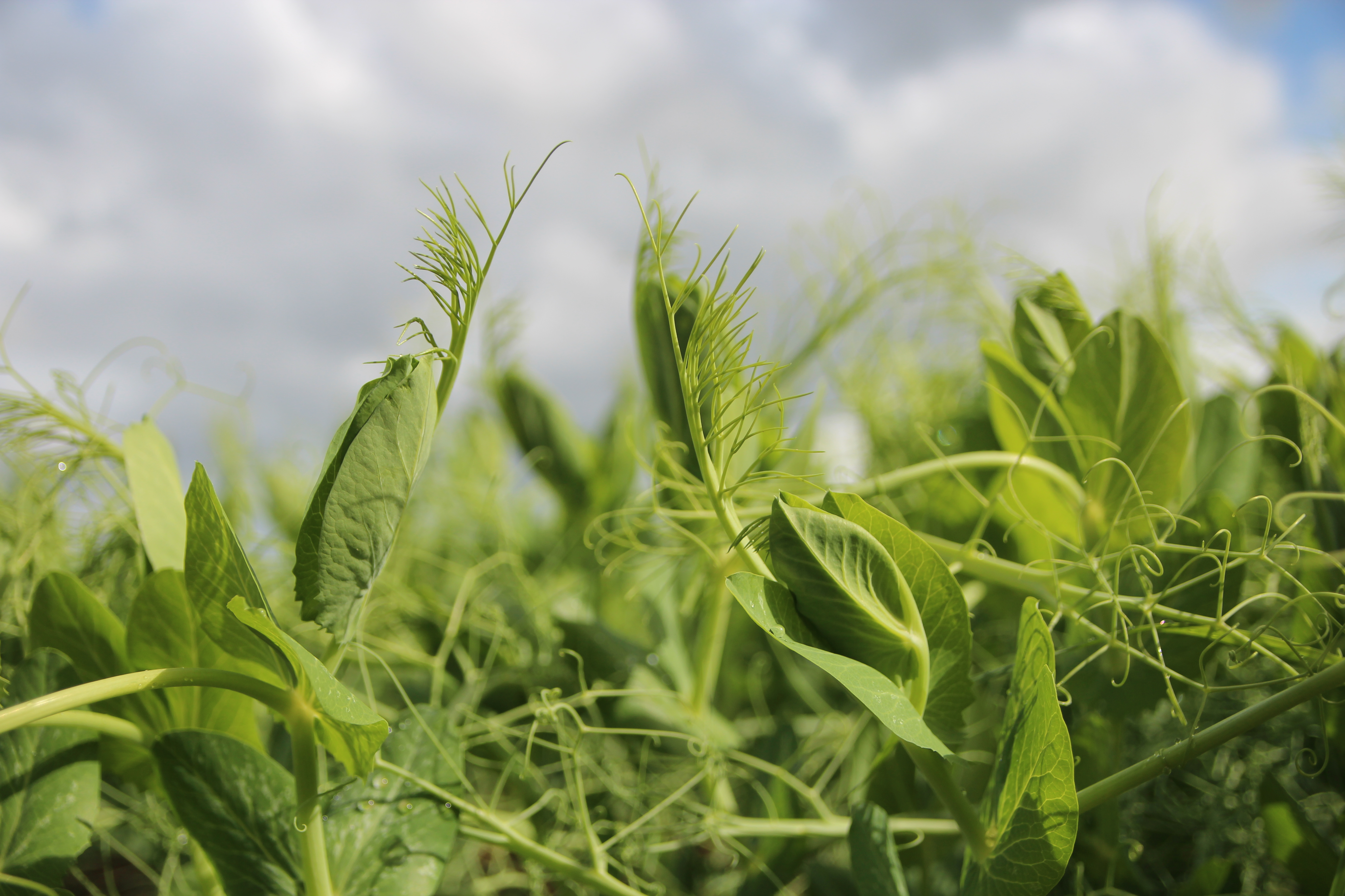 Iterg acquiert Improve, la plate-forme dédiée à la valorisation des protéines végétales