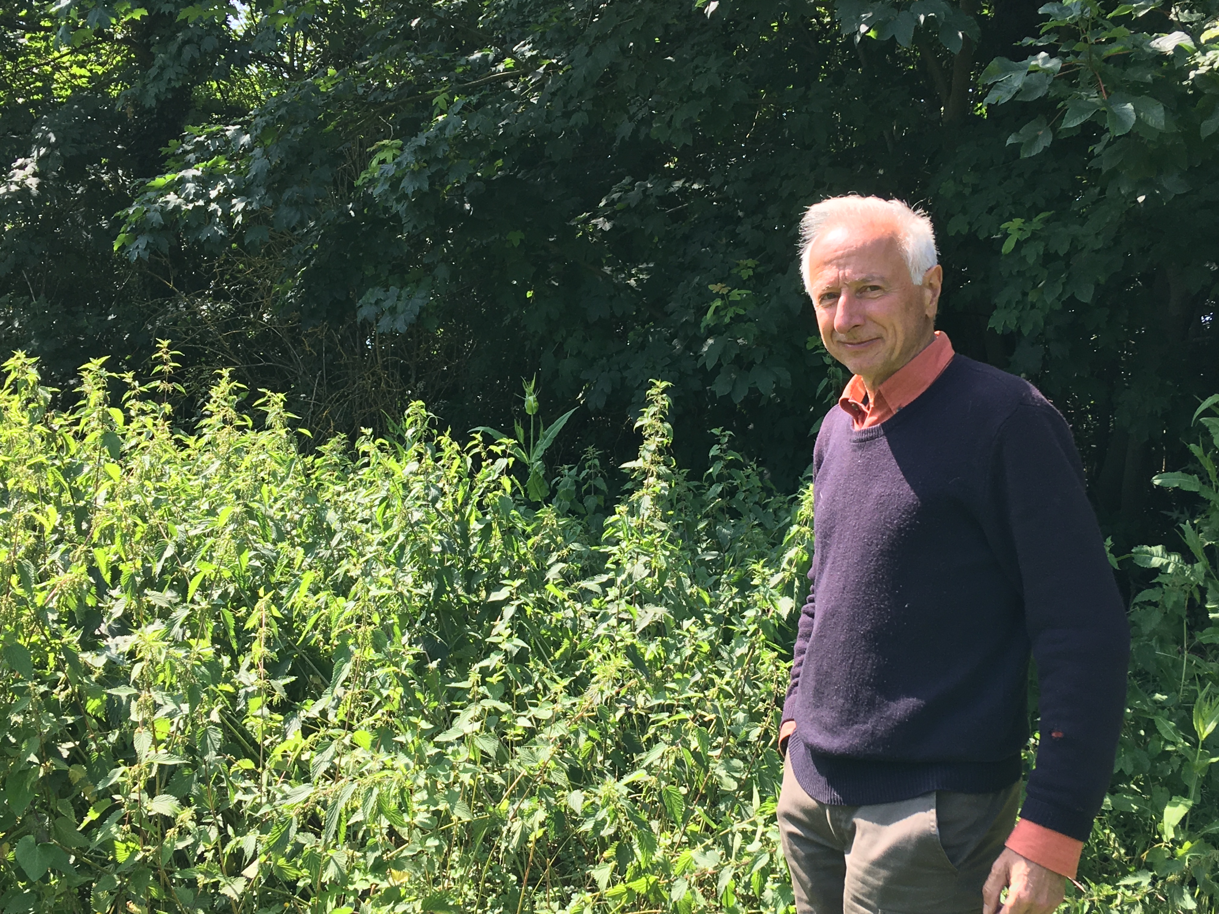 L’ortie, une opportunité pour les Hauts-de-France