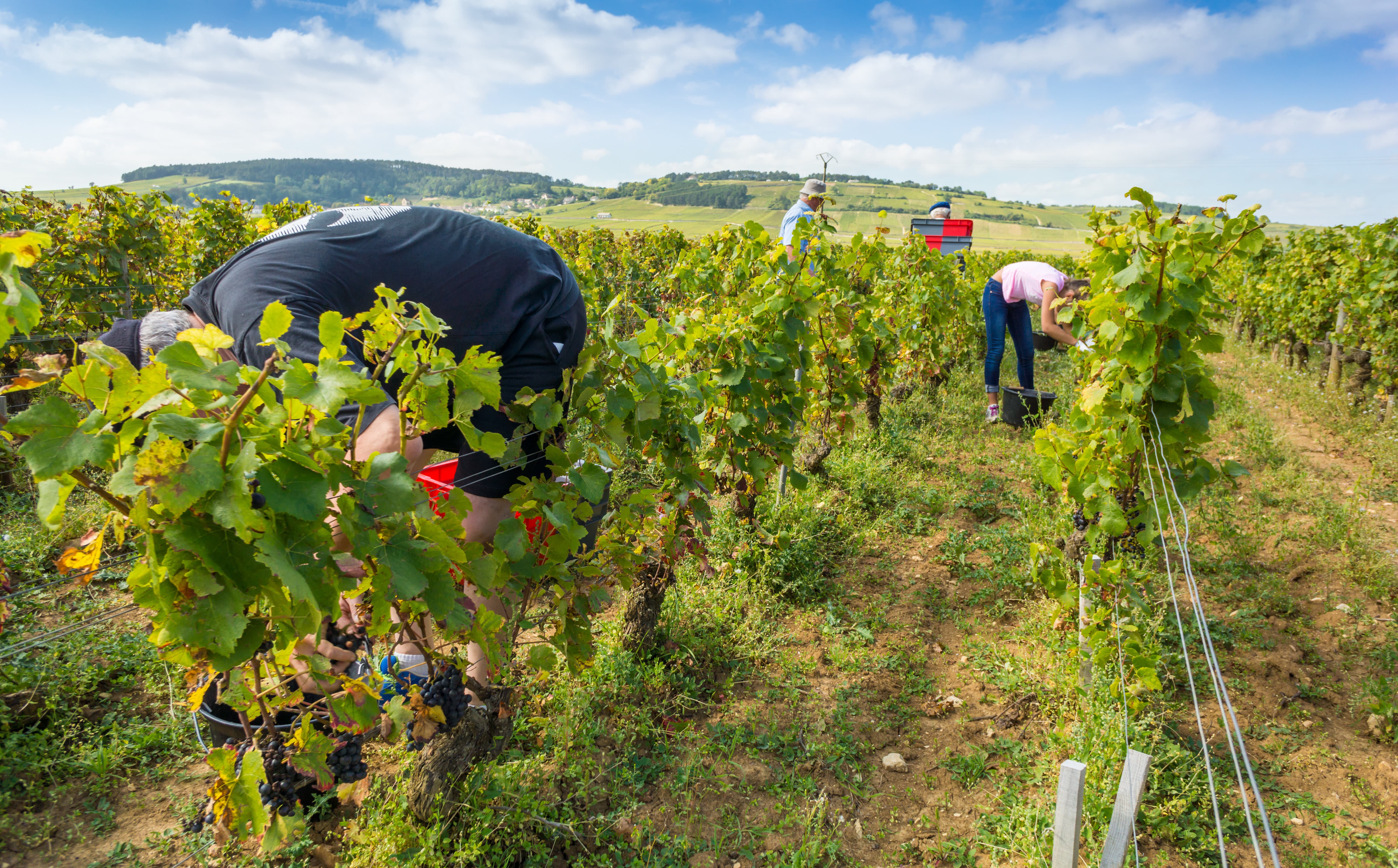 1 400 postes à pourvoir pour les domaines viticoles en Côte d'Or