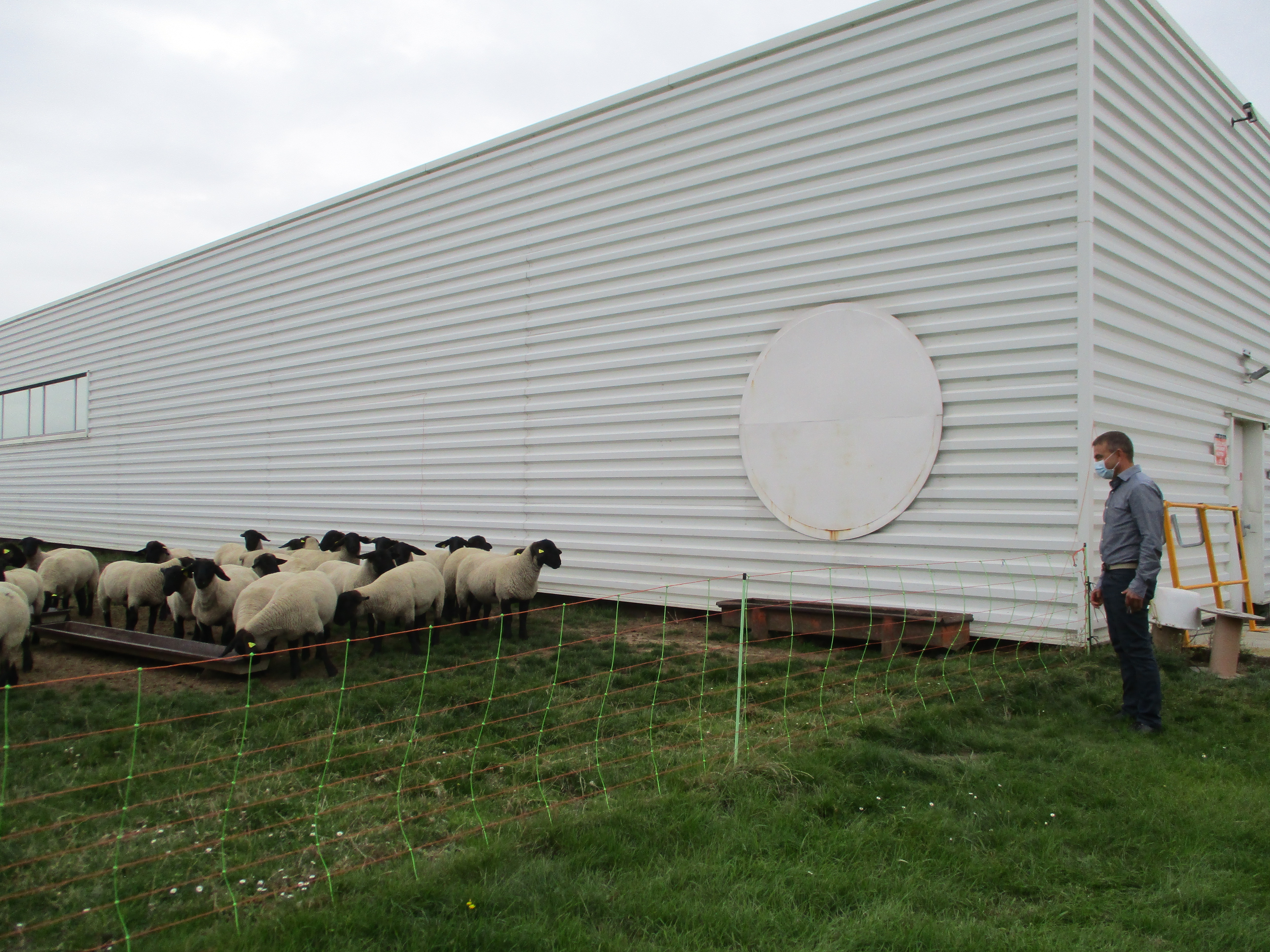 Chez Actemium Saint-Quentin, les brebis ont remplacé les tondeuses 