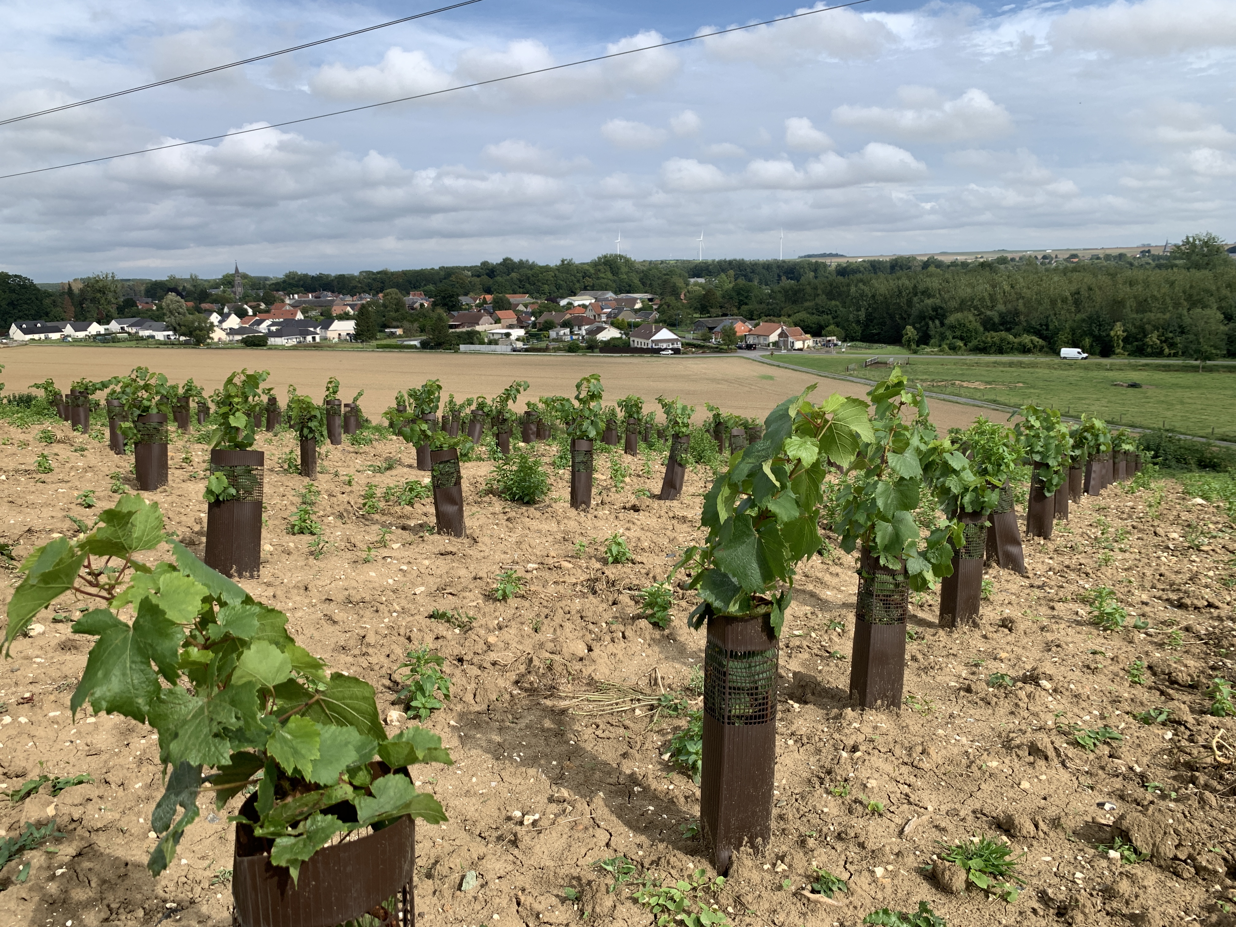 La vigne : une voie de diversification pour les agriculteurs picards