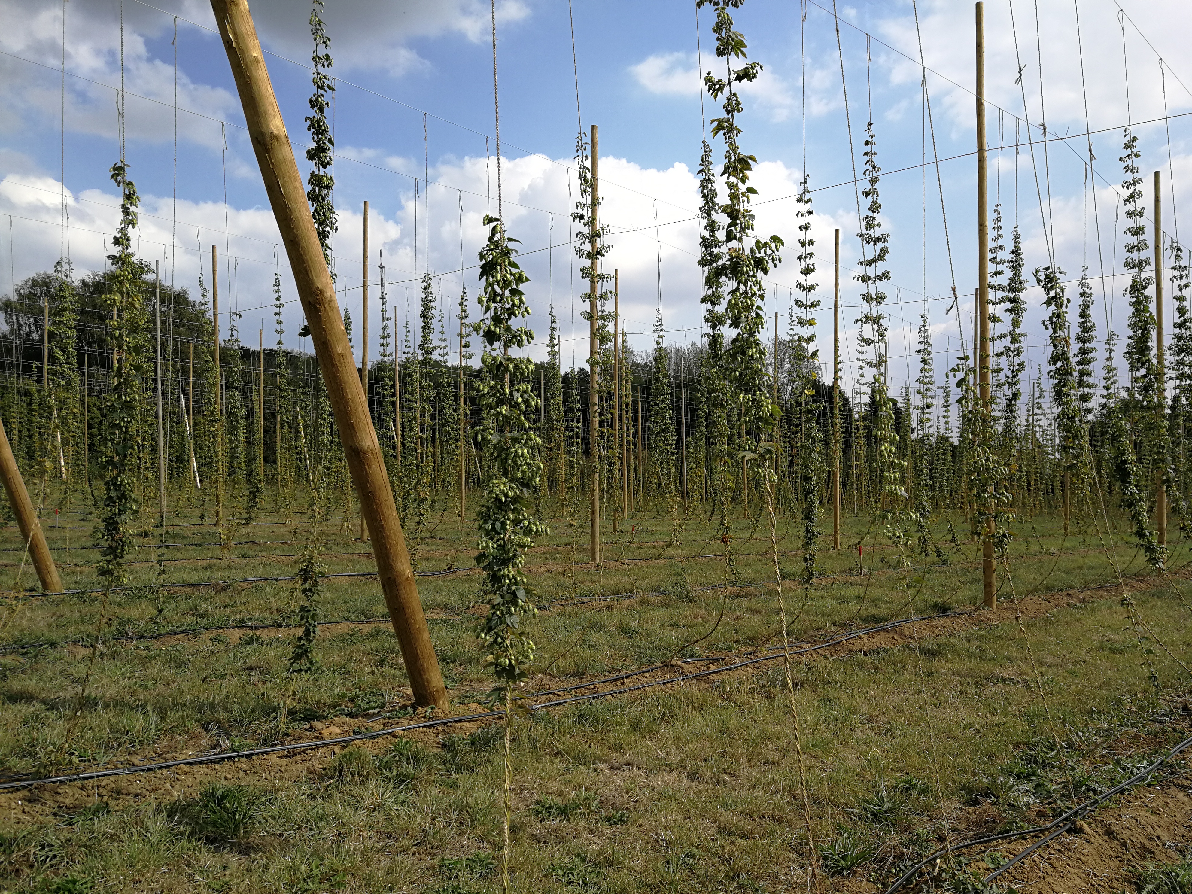 La filière houblon s’organise dans les Hauts de France