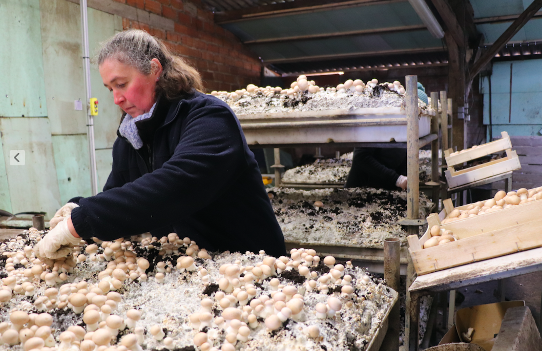 Le GAEC Delignières fait pousser des champignons brun de Paris bio à Béhen et à Toeufles 