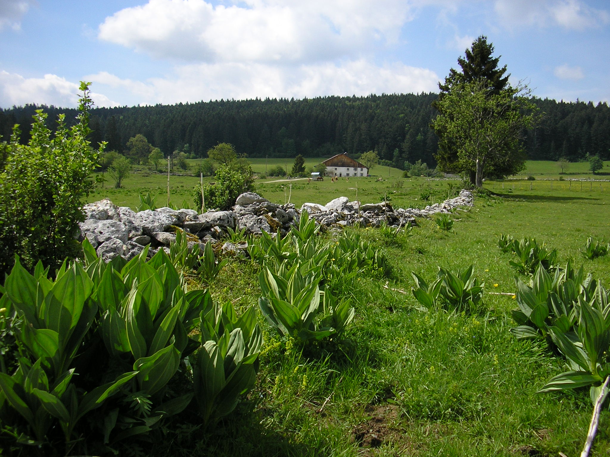 Le parc naturel régional du Doubs Horloge, 4ème parc naturel de la région.
