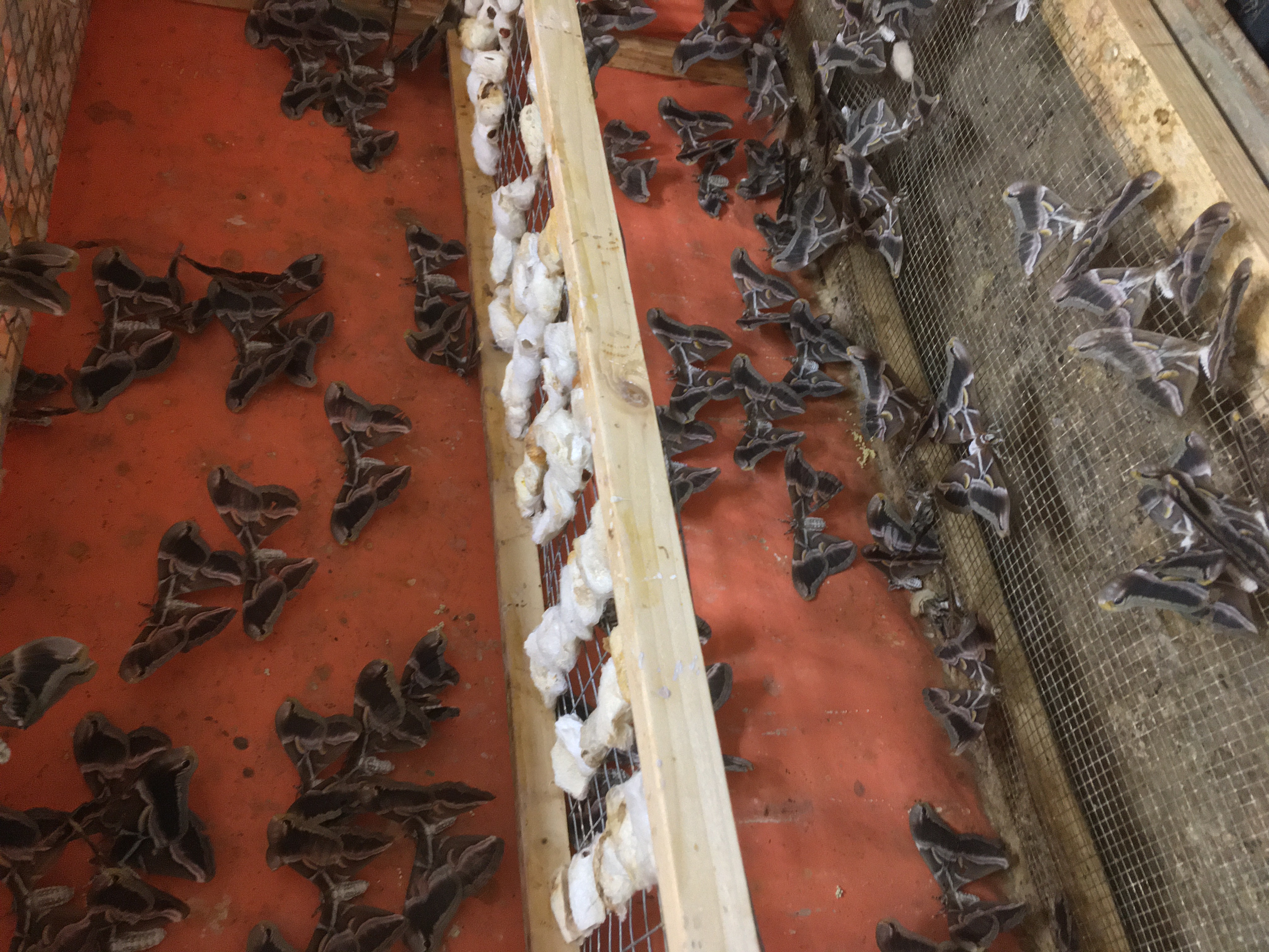 Entreprise en croissance, LepidUp veut moderniser ses installations à Amiens