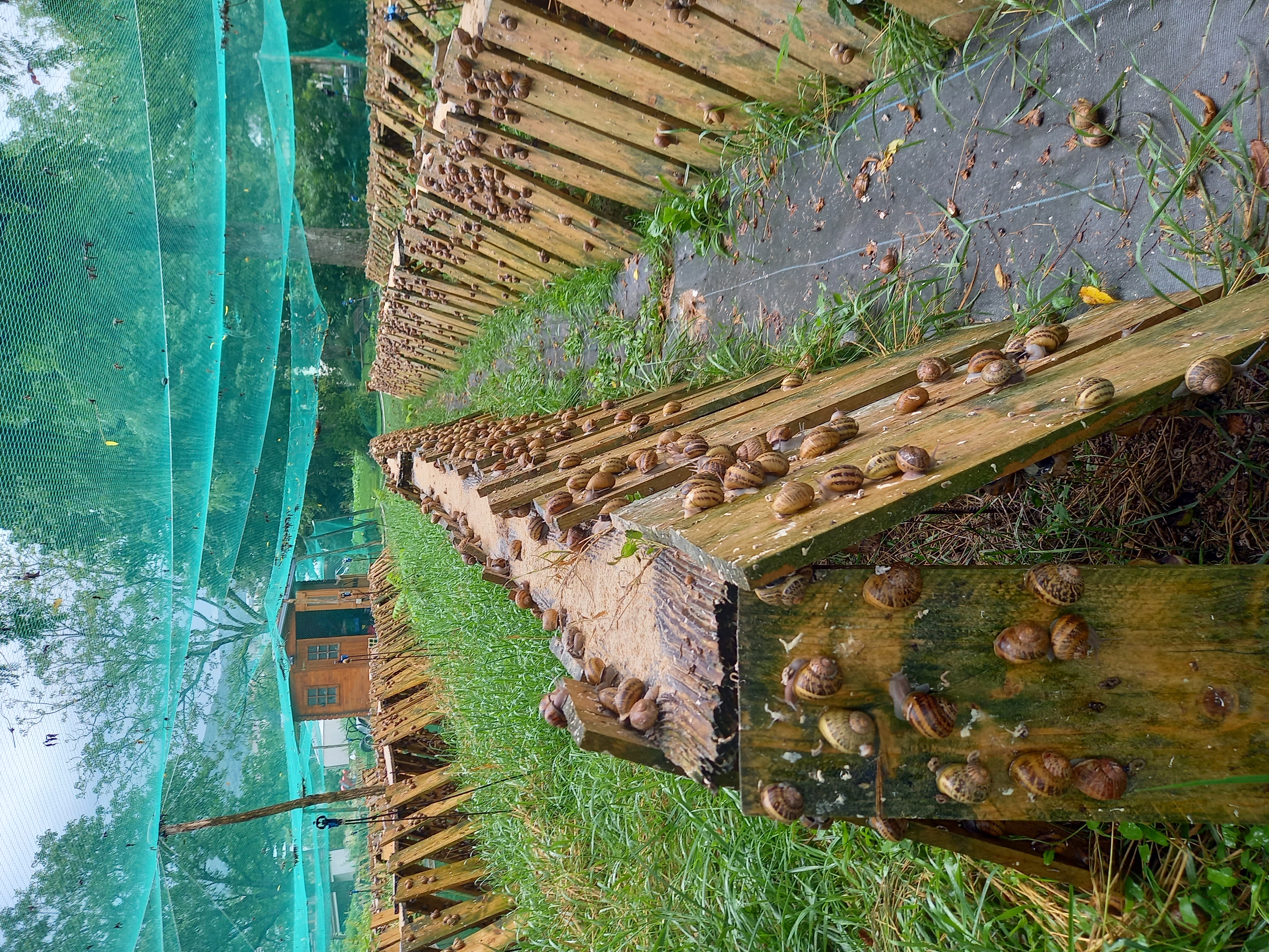 Les héliciculteurs régionaux confrontés à une météorologie difficile